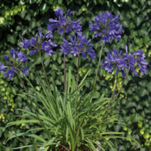 Charger l'image dans la galerie, Agapanthe