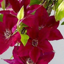 Charger l'image dans la galerie, Clematite