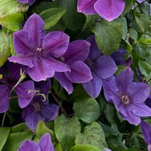 Charger l'image dans la galerie, Clematite