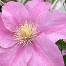 Charger l'image dans la galerie, Clematite