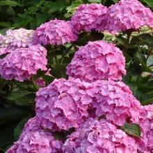 Charger l'image dans la galerie, Hortensia