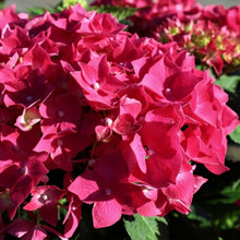 Charger l'image dans la galerie, Hortensia