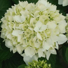 Charger l'image dans la galerie, Hortensia