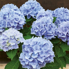 Charger l'image dans la galerie, Hortensia