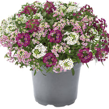 Charger l'image dans la galerie, Lobularia