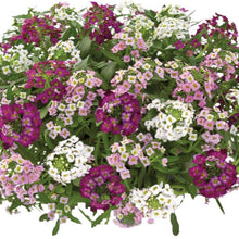 Charger l'image dans la galerie, Lobularia