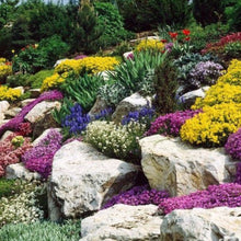 Charger l'image dans la galerie, Vivaces rocaille et massif