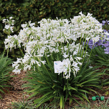 Charger l'image dans la galerie, Agapanthe