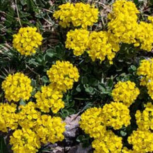 Charger l'image dans la galerie, Vivaces rocaille et massif