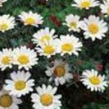 Charger l'image dans la galerie, Vivaces rocaille et massif