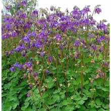 Charger l'image dans la galerie, Vivaces rocaille et massif