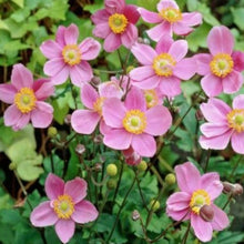 Charger l'image dans la galerie, Vivaces rocaille et massif