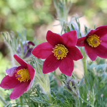 Charger l'image dans la galerie, Vivaces rocaille et massif
