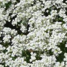 Charger l'image dans la galerie, Vivaces rocaille et massif