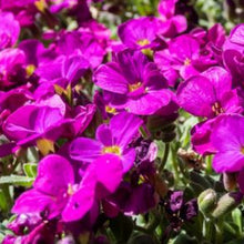 Charger l'image dans la galerie, Vivaces rocaille et massif