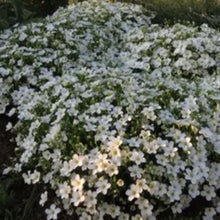 Charger l'image dans la galerie, Vivaces rocaille et massif