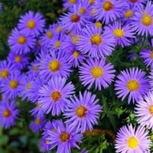 Charger l'image dans la galerie, Vivaces rocaille et massif