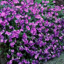 Charger l'image dans la galerie, Vivaces rocaille et massif