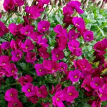 Charger l'image dans la galerie, Vivaces rocaille et massif