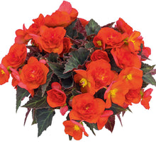 Charger l'image dans la galerie, Begonia de mi-ombre belissa