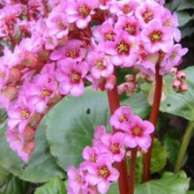 Charger l'image dans la galerie, Vivaces rocaille et massif