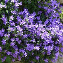 Charger l'image dans la galerie, Vivaces rocaille et massif