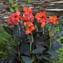 Charger l'image dans la galerie, Canna