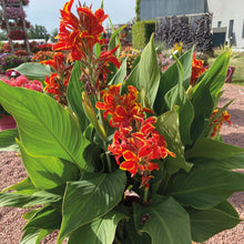 Charger l'image dans la galerie, Canna