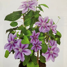 Charger l'image dans la galerie, Clematite