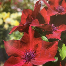 Charger l'image dans la galerie, Clematite