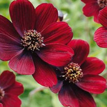 Charger l'image dans la galerie, Vivaces rocaille et massif