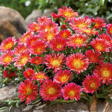 Charger l'image dans la galerie, Delosperma