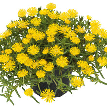 Charger l'image dans la galerie, Delosperma