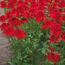 Charger l'image dans la galerie, Echinacea