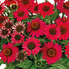 Charger l'image dans la galerie, Echinacea