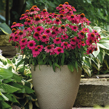 Charger l'image dans la galerie, Echinacea