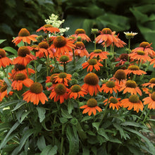 Charger l'image dans la galerie, Echinacea