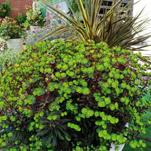Charger l'image dans la galerie, Euphorbia vivace