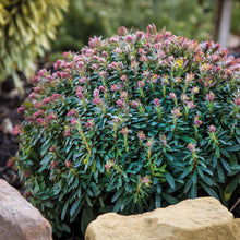 Charger l'image dans la galerie, Euphorbia vivace
