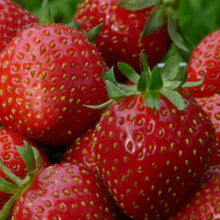 Charger l'image dans la galerie, Fraisiers remontants et non remontants