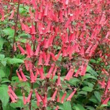 Charger l'image dans la galerie, Vivaces rocaille et massif