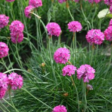 Charger l'image dans la galerie, Vivaces rocaille et massif