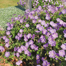 Charger l'image dans la galerie, Géranium Rozanne