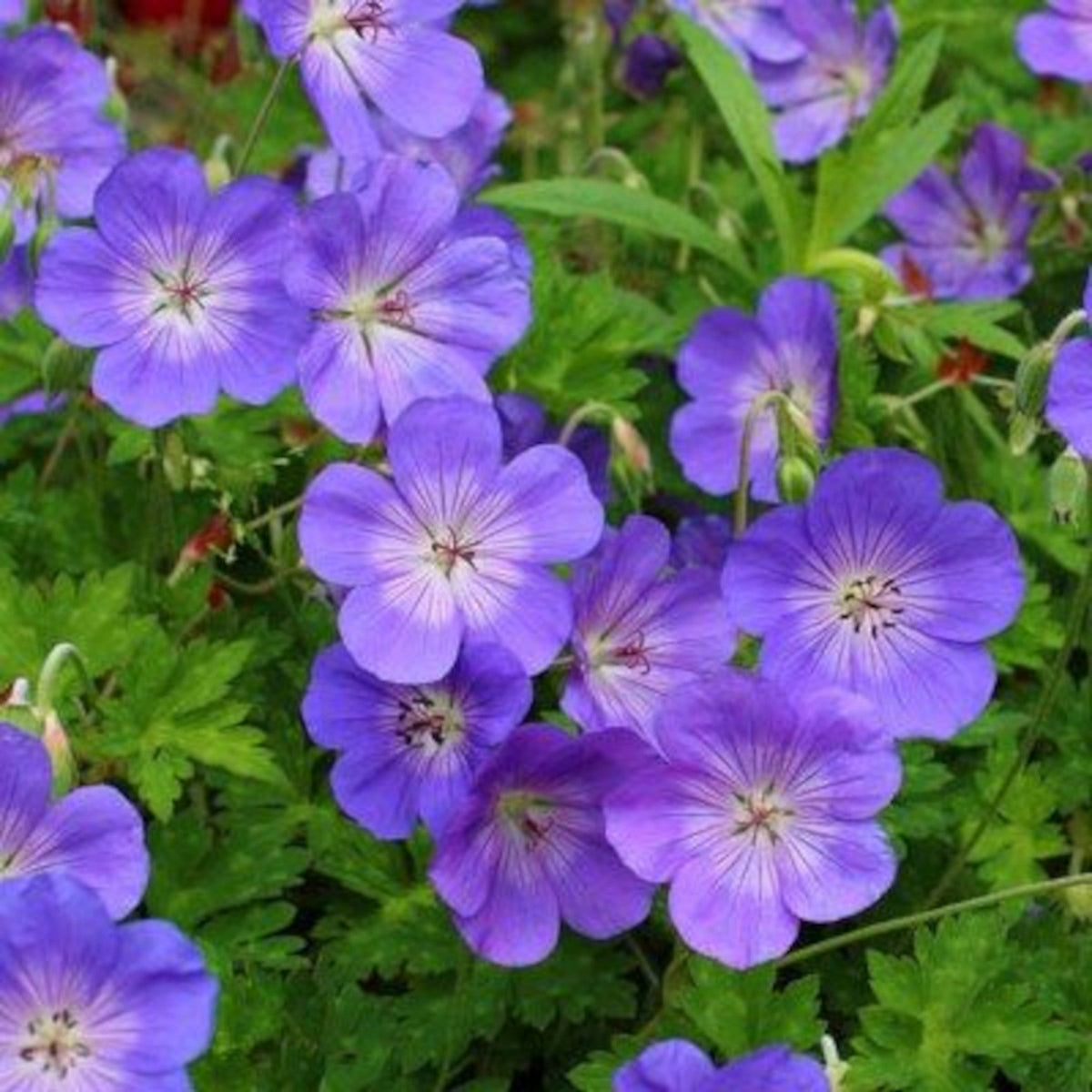 G ranium Rozanne LC Horticulture G ranium Rozanne LC Horticulture