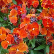 Charger l'image dans la galerie, Vivaces rocaille et massif