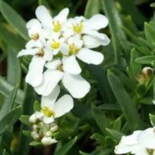 Charger l'image dans la galerie, Vivaces rocaille et massif