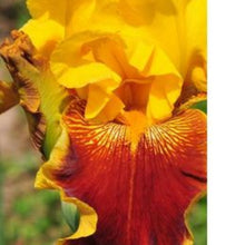 Charger l'image dans la galerie, Vivaces rocaille et massif