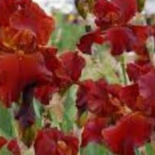 Charger l'image dans la galerie, Vivaces rocaille et massif