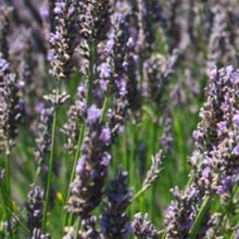 Charger l'image dans la galerie, Vivaces rocaille et massif