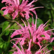 Charger l'image dans la galerie, Vivaces rocaille et massif